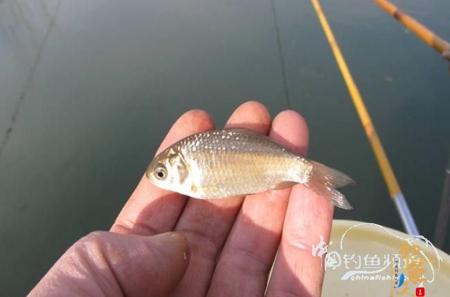 家 附近的小水塘