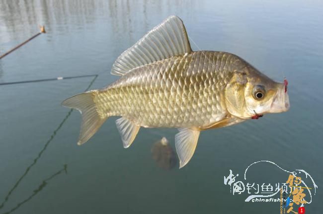 家 附近的小水塘