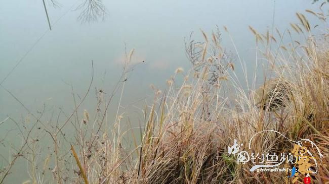 铩羽——我给卯卯钓鲫鱼（选址）