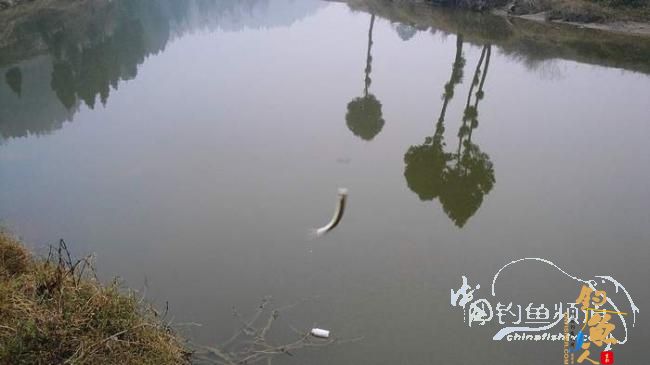 铩羽——我给卯卯钓鲫鱼(垂钓)