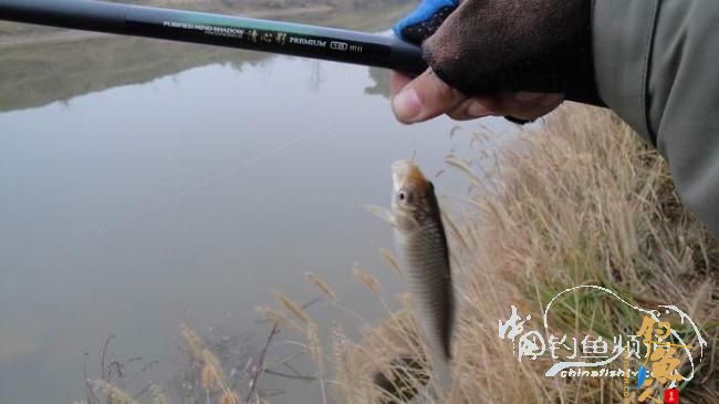 铩羽——我给卯卯钓鲫鱼（垂钓） 