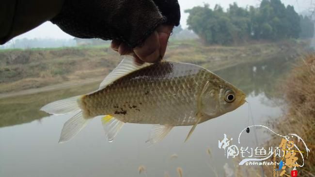 铩羽——我给卯卯钓鲫鱼（垂钓） 