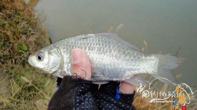 铩羽——我给卯卯钓鲫鱼(垂钓)