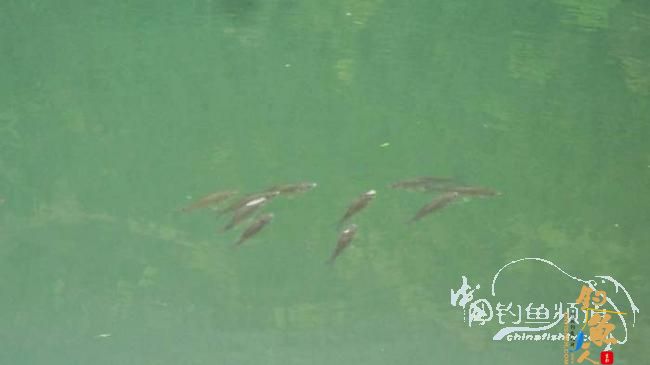 铩羽——我给卯卯钓鲫鱼(垂钓)