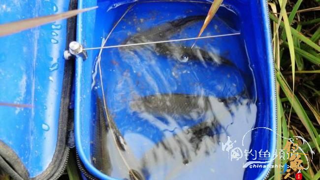 铩羽——我给卯卯钓鲫鱼(垂钓)