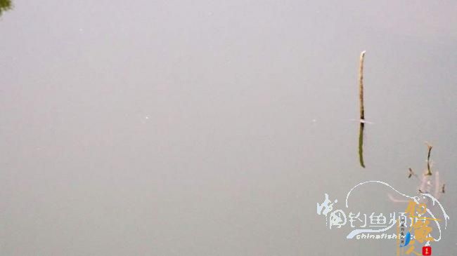 铩羽——我给卯卯钓鲫鱼(垂钓)