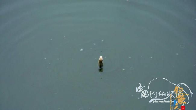 铩羽——我给卯卯钓鲫鱼(垂钓)