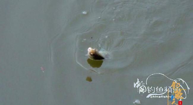 铩羽——我给卯卯钓鲫鱼(垂钓)