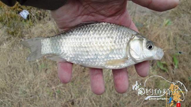 铩羽——我给卯卯钓鲫鱼(垂钓)