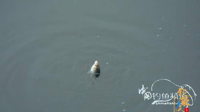 铩羽——我给卯卯钓鲫鱼(垂钓)