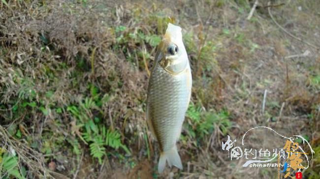 铩羽——我给卯卯钓鲫鱼(垂钓)