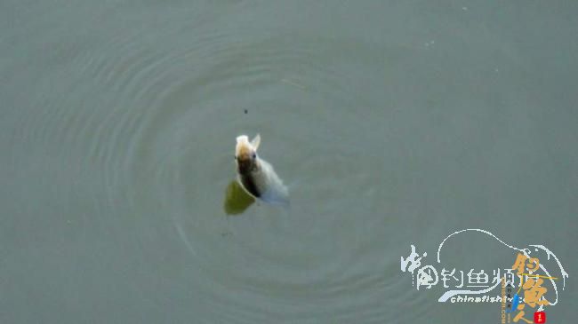 铩羽——我给卯卯钓鲫鱼(垂钓)