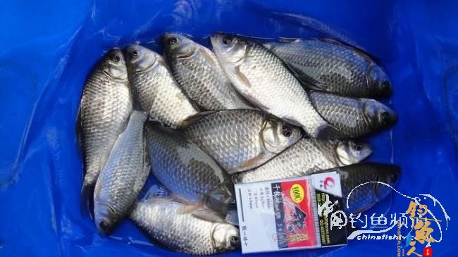 铩羽——我给卯卯钓鲫鱼(垂钓)