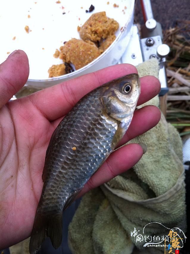神马都是浮云，过年，鱼也得吃荤的！