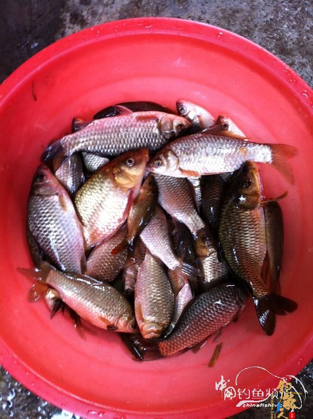 神马都是浮云，过年，鱼也得吃荤的！