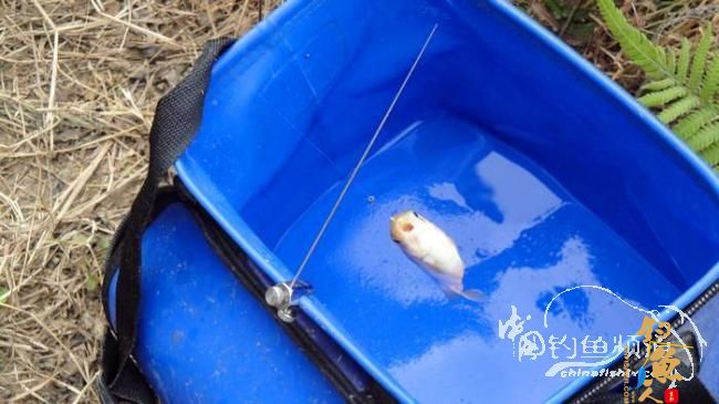 铩羽——我给卯卯钓鲫鱼（下半场） 