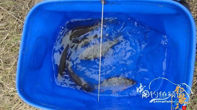 铩羽——我给卯卯钓鲫鱼（下半场） 