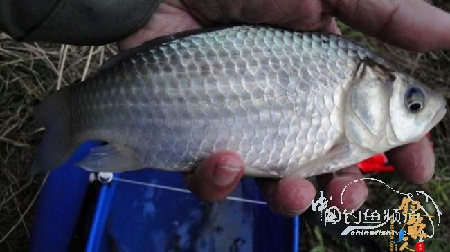 铩羽——我给卯卯钓鲫鱼（下半场） 