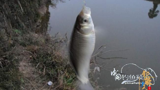 铩羽——我给卯卯钓鲫鱼（下半场） 