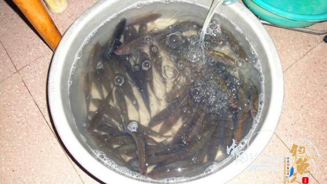 铩羽——我给卯卯钓鲫鱼（下半场） 