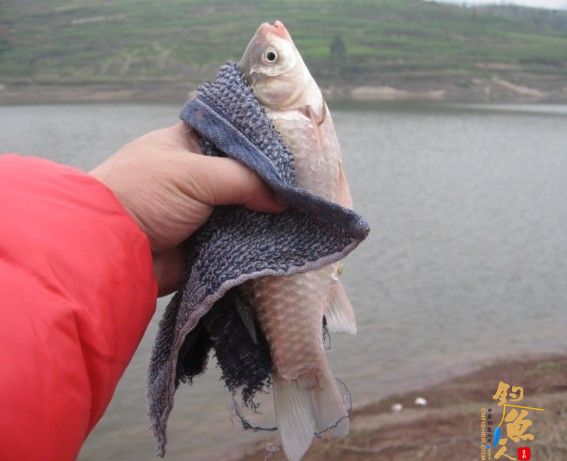 老吴出品：独门秘方，再创辉煌。见图见文字见真相