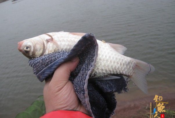 老吴出品：独门秘方，再创辉煌。见图见文字见真相