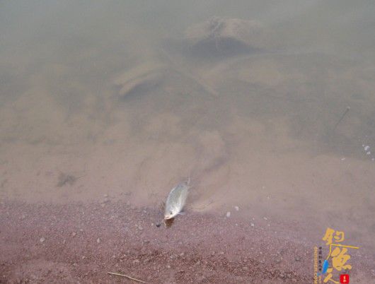 老吴出品：独门秘方，再创辉煌。见图见文字见真相