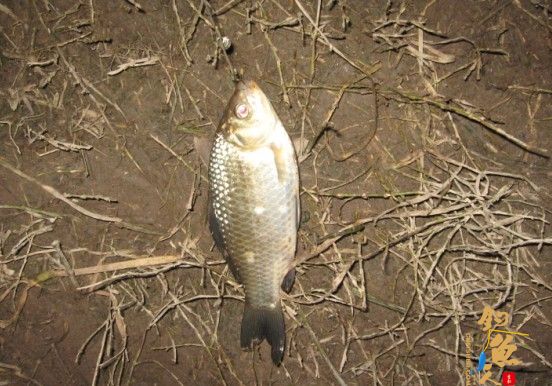 老吴出品：独门秘方，再创辉煌。见图见文字见真相