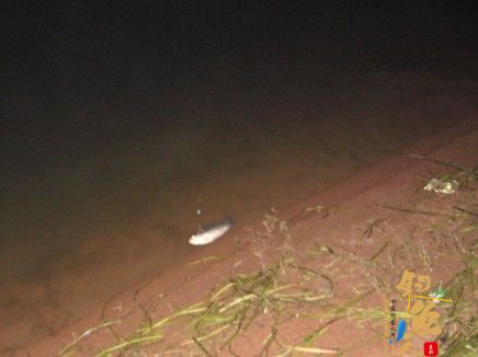 老吴出品：独门秘方，再创辉煌。见图见文字见真相