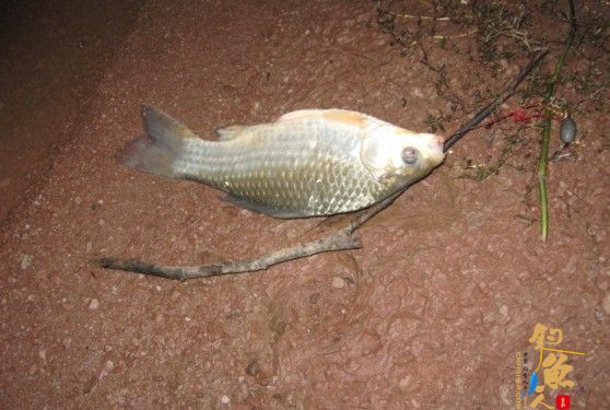 老吴出品：独门秘方，再创辉煌。见图见文字见真相