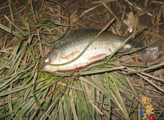 老吴出品：独门秘方，再创辉煌。见图见文字见真相