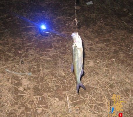 老吴出品：独门秘方，再创辉煌。见图见文字见真相