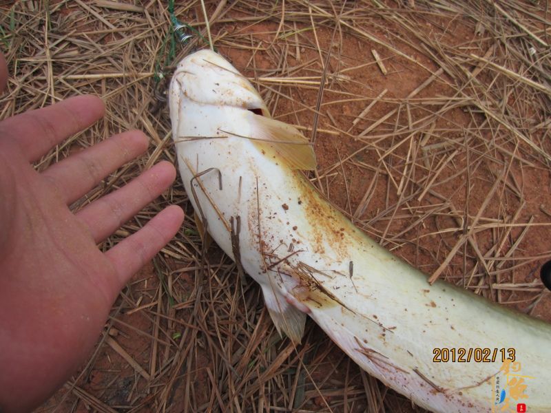 最爱野钓·独骑战水库，新人发··帖····精彩PP