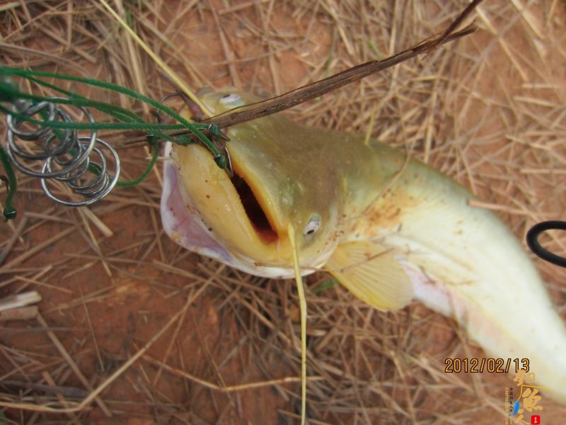 最爱野钓·独骑战水库，新人发··帖····精彩PP