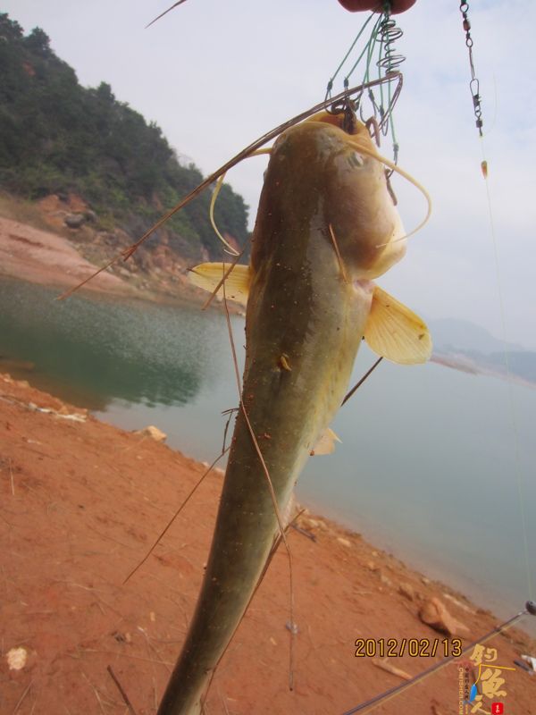 最爱野钓·独骑战水库，新人发··帖····精彩PP