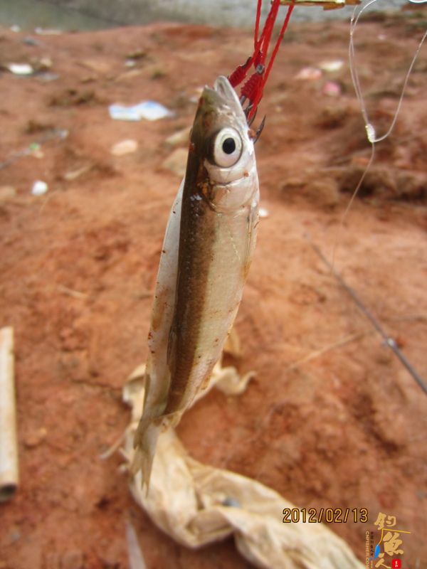 最爱野钓·独骑战水库,新人发··帖····精彩PP