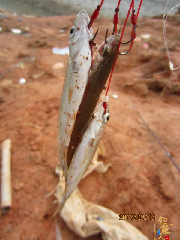 最爱野钓·独骑战水库，新人发··帖····精彩PP