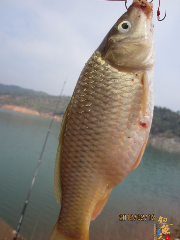 最爱野钓·独骑战水库，新人发··帖····精彩PP