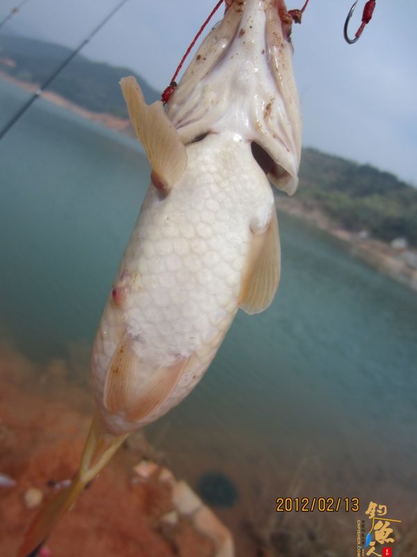 最爱野钓·独骑战水库，新人发··帖····精彩PP