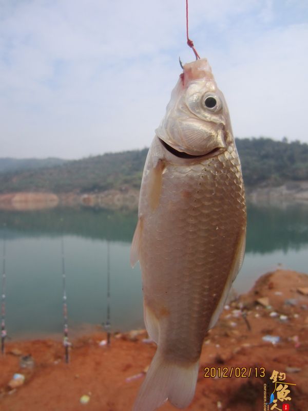 最爱野钓·独骑战水库，新人发··帖····精彩PP