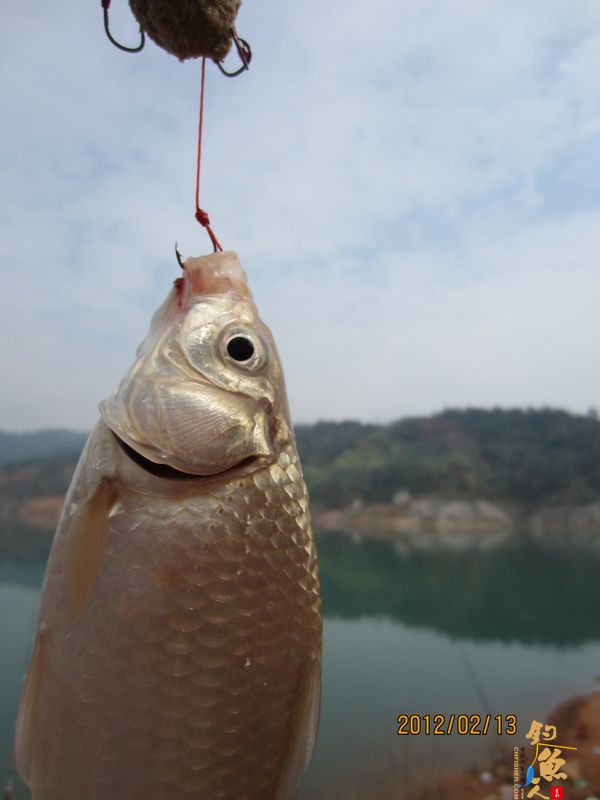 最爱野钓·独骑战水库，新人发··帖····精彩PP