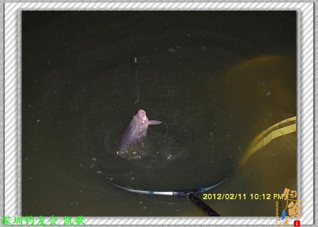 2012007 粗心大意 夜钓鬼塘