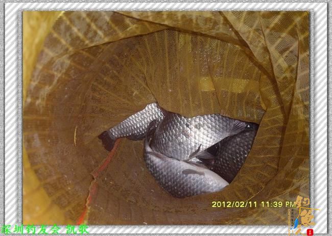 2012007 粗心大意 夜钓鬼塘