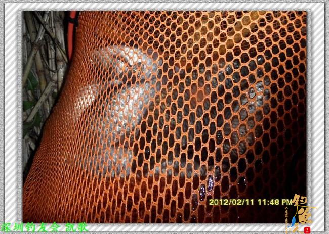 2012007 粗心大意 夜钓鬼塘