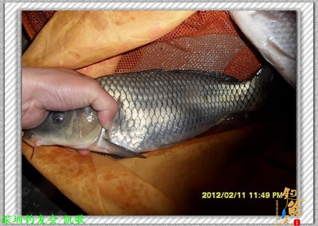 2012007 粗心大意 夜钓鬼塘