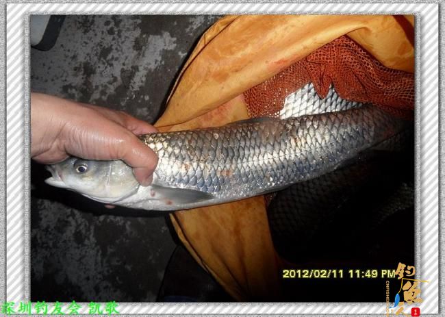 2012007 粗心大意 夜钓鬼塘