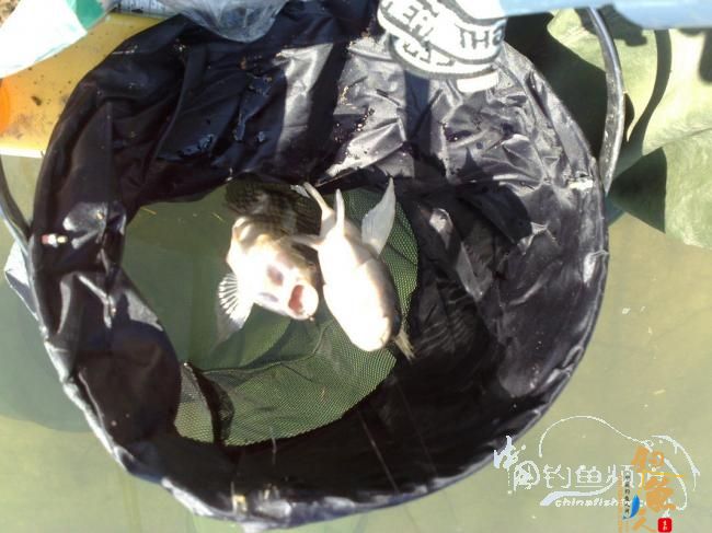 泗南江群鲤贺新春 BY 散兵游勇