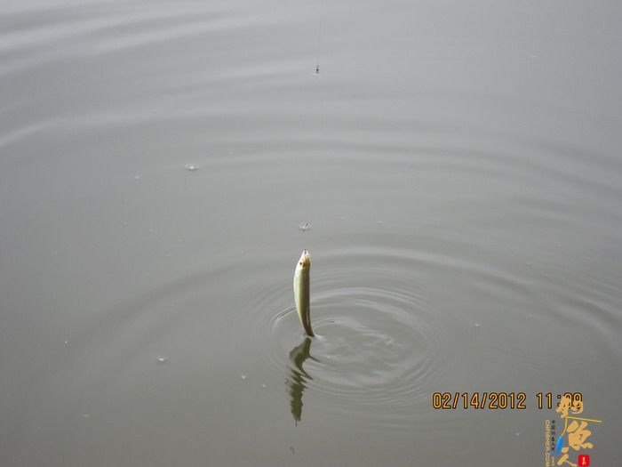 龙潭,错误的情人节对象! 作者:捕鲮者