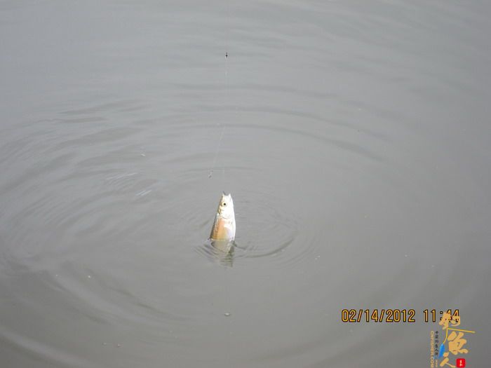 龙潭,错误的情人节对象! 作者:捕鲮者