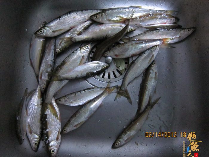 龙潭,错误的情人节对象! 作者:捕鲮者